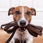 dog with leash in dog friendly apartment studio 3807