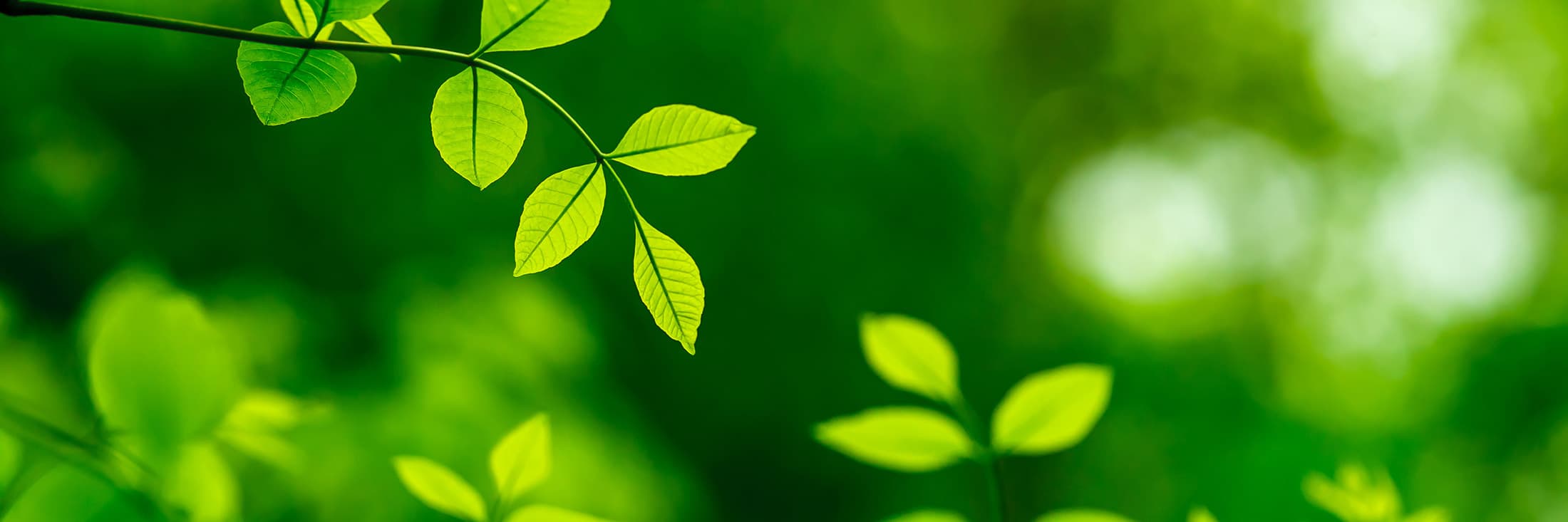 Close up of tree branch and leaf