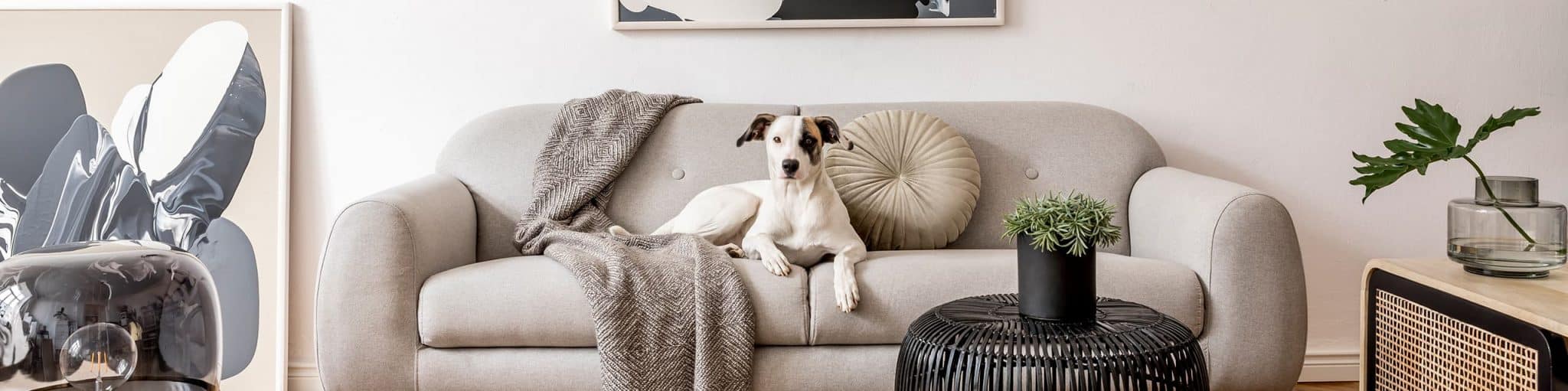 A dog sitting on a sofa